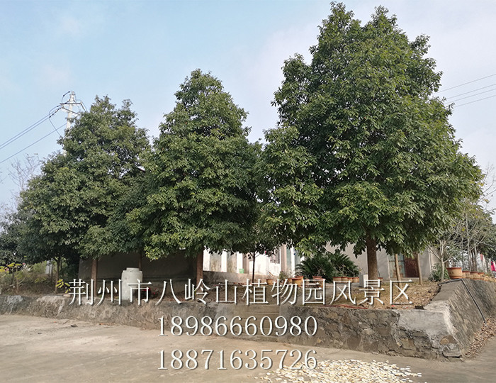 金絲楠(宜昌楠)